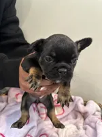 Bright Pink, a female French Bulldog for sale in Rochester, MN – 2 of 6