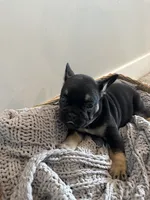 Roddy, a male French Bulldog for sale in Rochester, MN – 2 of 7