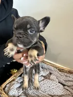 Green, a male French Bulldog for sale in Rochester, MN – 8 of 8