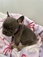 Purple, a female French Bulldog for sale in Rochester, MN – 4 of 4