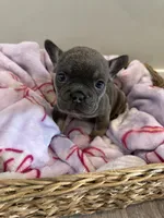 Purple, a female French Bulldog for sale in Rochester, MN – 3 of 4