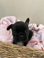 Bright Pink, a female French Bulldog for sale in Rochester, MN – 6 of 6