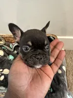 Rocky AKC REGISTERED , a male French Bulldog for sale in Rochester, MN – 6 of 10
