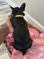 Raquel AKC REGISTERED , a female French Bulldog for sale in Rochester, MN – 9 of 10