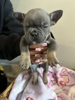 Pink, a female French Bulldog for sale in Rochester, MN – 6 of 6