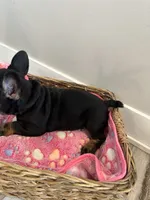 Raquel AKC REGISTERED , a female French Bulldog for sale in Rochester, MN – 10 of 10