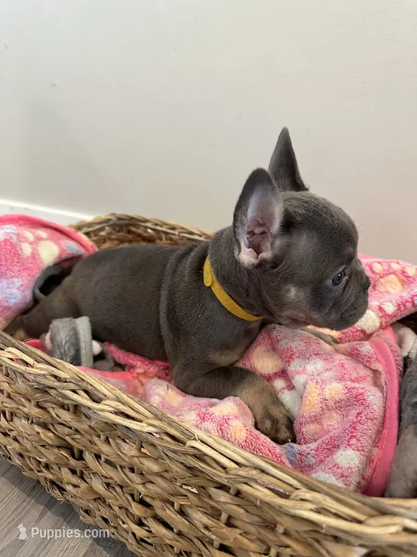 Beauty AKC REGISTERED  – French Bulldog puppy for sale in Rochester, MN