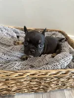 Green, a male French Bulldog for sale in Rochester, MN – 6 of 8