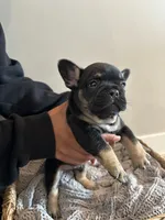 Roddy, a male French Bulldog for sale in Rochester, MN – 6 of 7