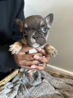 Blue, a male French Bulldog for sale in Rochester, MN – 1 of 4