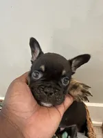 Rocky AKC REGISTERED , a male French Bulldog for sale in Rochester, MN – 8 of 10