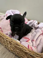 Bright Pink, a female French Bulldog for sale in Rochester, MN – 3 of 6