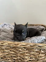 Green, a male French Bulldog for sale in Rochester, MN – 4 of 8