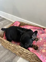 Raquel AKC REGISTERED , a female French Bulldog for sale in Rochester, MN – 8 of 10