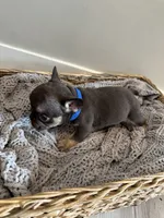 Blue, a male French Bulldog for sale in Rochester, MN – 3 of 4