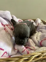 Pink, a female French Bulldog for sale in Rochester, MN – 4 of 6