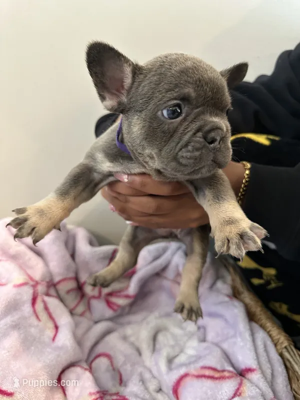 Purple – French Bulldog puppy for sale in Rochester, MN