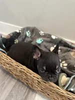 Rocky AKC REGISTERED , a male French Bulldog for sale in Rochester, MN – 9 of 10