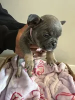 Pink, a female French Bulldog for sale in Rochester, MN – 5 of 6