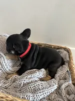 Roddy, a male French Bulldog for sale in Rochester, MN – 4 of 7