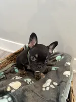 Rocky AKC REGISTERED , a male French Bulldog for sale in Rochester, MN – 7 of 10