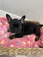 Raquel AKC REGISTERED , a female French Bulldog for sale in Rochester, MN – 5 of 10