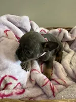 Pink, a female French Bulldog for sale in Rochester, MN – 3 of 6