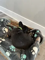 Rocky AKC REGISTERED , a male French Bulldog for sale in Rochester, MN – 10 of 10