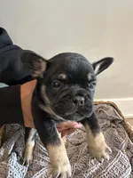 Roddy, a male French Bulldog for sale in Rochester, MN – 3 of 7