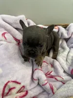 Pink, a female French Bulldog for sale in Rochester, MN – 2 of 6