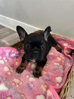 Raquel AKC REGISTERED , a female French Bulldog for sale in Rochester, MN – 7 of 10