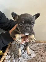 Green, a male French Bulldog for sale in Rochester, MN – 7 of 8