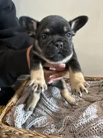 Roddy, a male French Bulldog for sale in Rochester, MN – 7 of 7
