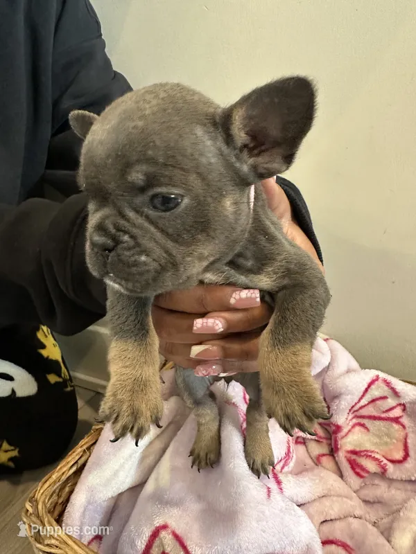 Pink – French Bulldog puppy for sale in Rochester, MN