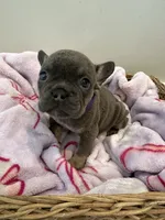 Purple, a female French Bulldog for sale in Rochester, MN – 2 of 4