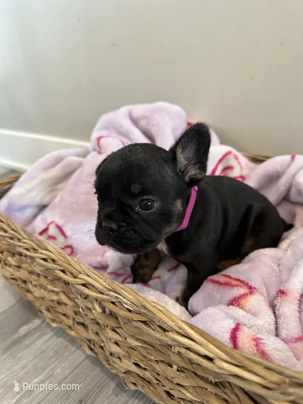 Bright Pink – French Bulldog puppy for sale in Rochester, MN