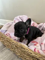 Bright Pink, a female French Bulldog for sale in Rochester, MN – 1 of 6