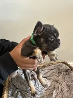 Green, a male French Bulldog for sale in Rochester, MN – 3 of 8