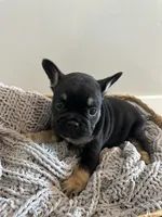 Roddy, a male French Bulldog for sale in Rochester, MN – 1 of 7