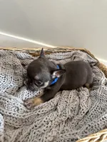 Blue, a male French Bulldog for sale in Rochester, MN – 2 of 4