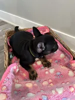Raquel AKC REGISTERED , a female French Bulldog for sale in Rochester, MN – 6 of 10