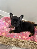 Raquel AKC REGISTERED , a female French Bulldog for sale in Rochester, MN – 1 of 10