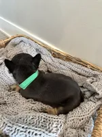 Green, a male French Bulldog for sale in Rochester, MN – 5 of 8