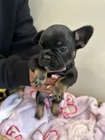 Bright Pink, a female French Bulldog for sale in Rochester, MN – 4 of 6