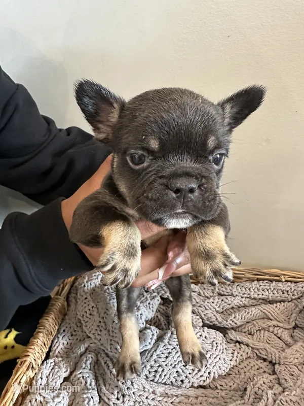 Green – French Bulldog puppy for sale in Rochester, MN