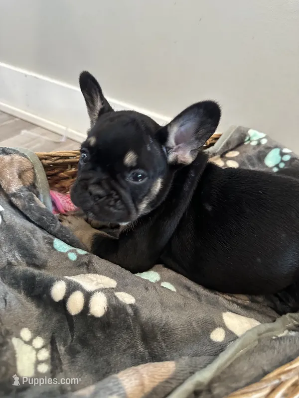 Roddy AKC REGISTERED  – French Bulldog puppy for sale in Rochester, MN