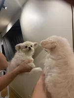 Snowball , a male Chihuahua for sale in Phoenix, AZ – 2 of 5