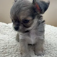 Bruno, a male Chihuahua for sale in Phoenix, AZ – Photo 2 of 5