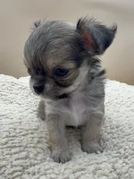 Bruno, a male Chihuahua for sale in Phoenix, AZ – Photo 2 of 5