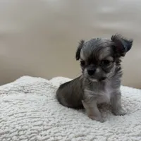 Bruno, a male Chihuahua for sale in Phoenix, AZ – Photo 5 of 5